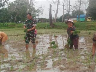 Wujud TNI Manunggal Dengan Rakyat, Babinsa Bantu Petani Tanam Padi