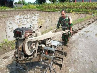 Turun ke Sawah, Babinsa Bendogerit Bantu Siapkan Lahan Petani