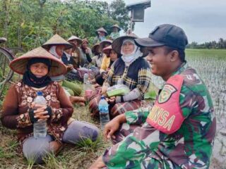 Dukung Swasembada Pangan, Babinsa 429-10/LBM Monitoring Penanaman Padi