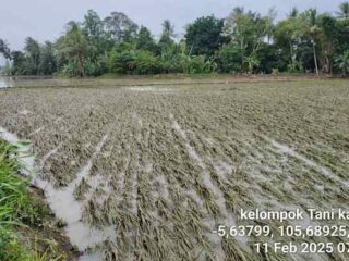 Tanaman Padi Terendam Banjir, Petani Palas Mohon Bantuan Biaya Tanam ke Pemkab Lamsel