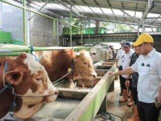 Pemkot Tangsel Perketat Pengawasan Jelang Idul Adha, Pilar: 4.330 Hewan Kurban Bebas PMK