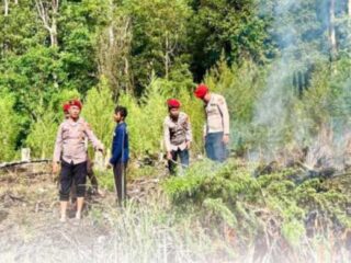 Bakar 25 Hektar Ladang Ganja, Polisi Temukan Setengah Ton Ganja Kering