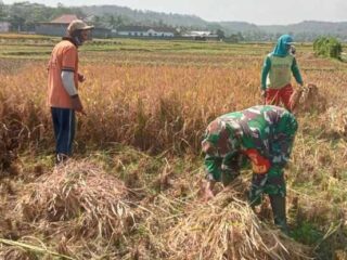 Wujud Peduli Ketahanan Pangan, Babinsa Margomulyo Dampingi Panen Padi Petani