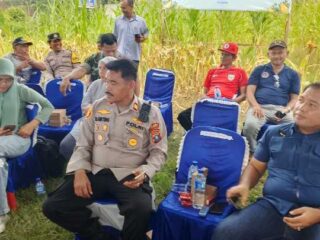 Dukung Swasembada Pangan, Polsek Tanjung Pura Turut Panen Raya Jagung Serentak
