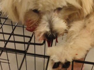 Tim Reaksi Cepat Damkar Tangsel Tangani Laporan Warga, Anjing Tertusuk Besi di Parung Benying