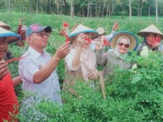 Pak Sujianto Panen Cabai Merah, Anggota DPR Ajak Warga Tanam Sayuran