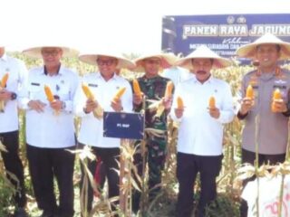 Menteri Imipas Panen 45 Ton Jagung di Sidoarjo: Wujud Nyata Sinergi dan Ketahanan Pangan Nasional
