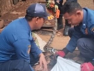 Tim Rescue Damkar Tangsel Amankan Seekor Ular Sanca Telan Ayam Warga di Rawa Buntu