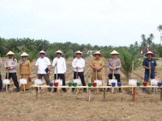 Dukung Swasembada Pangan, Polres Langkat Tanam Jagung di Padang Tualang