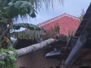 Angin Kencang, Pohon Kelapa Tumbang Menimpa Rumah di Bandar Agung