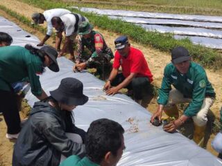 Kolaborasi, Babinsa dan Pemdes Golo Ketak Dampingi Petani Tanam Semangka