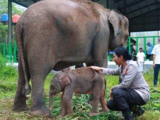 Kapolres Lampung Timur Tandai Bayi Gajah di Way Kambas Dengan Sebutan "Heti"
