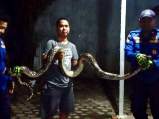 Tim Reaksi Cepat Damkar Kota Tangsel Berhasil Amankan Seekor Ular Masuk Rumah di Rempoa