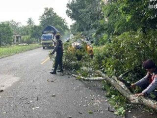 Polres Lampung Timur Evakuasi Pohon Tumbang, Akses Lintas Timur Sukadana Kembali Lancar