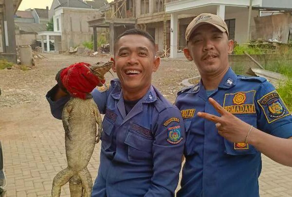 Tim Rescue Damkar Kota Tangsel Evakuasi Biawak Sembunyi di Mesin Mobil Warga