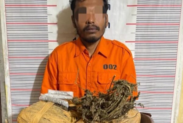 Polsek Bahorok Gagalkan Peredaran 2 Kg Ganja di Bukit Lawang, Satu Warga di Amankan