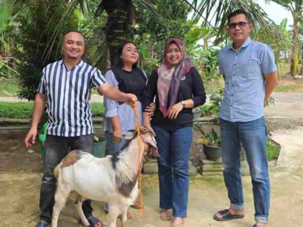 Sambut Idul Adha, DPC PSI Mesuji Bagikan Sapi dan Kambing di 7 Kecamatan
