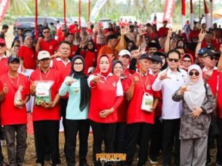 Dukung Penguatan Ketahanan Pangan, GNTI Gelar Panen Raya Jagung di Pesawaran