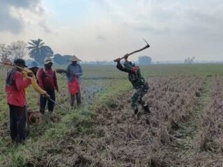 Dukung Ketahanan Pangan, Babinsa Koramil Batanghari Gropyokan Tikus