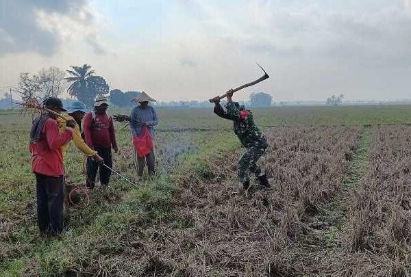 Dukung Ketahanan Pangan, Babinsa Koramil Batanghari Gropyokan Tikus