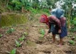 Harga Sayur Tak Menentu, Petani Lampung Timur Alihkan Lahan ke Tembakau
