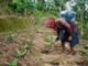 Harga Sayur Tak Menentu, Petani Lampung Timur Alihkan Lahan ke Tembakau