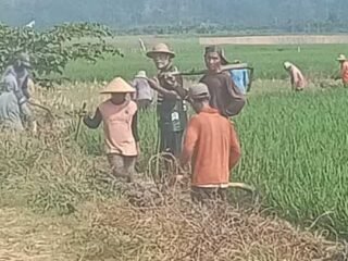 Akibat Serangan Hama, Ratusan Hektar Sawah di Karang Rejo Terancam Gagal Panen