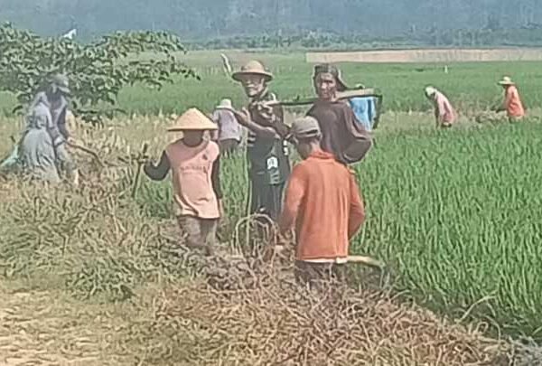 Akibat Serangan Hama, Ratusan Hektar Sawah di Karang Rejo Terancam Gagal Panen