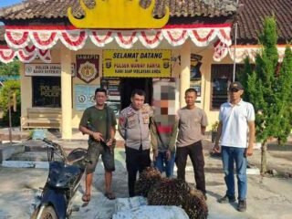 Curi 1 Ton Sawit di Mekar Karya, Pria 25 Tahun Ditangkap Tekab 308 Polsek Waway Karya
