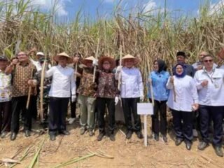 Setelah Penantian Panjang, Tebu Register 44 Way Kanan Akhirnya Dipanen, Ekonomi Petani Kembali Tumbuh